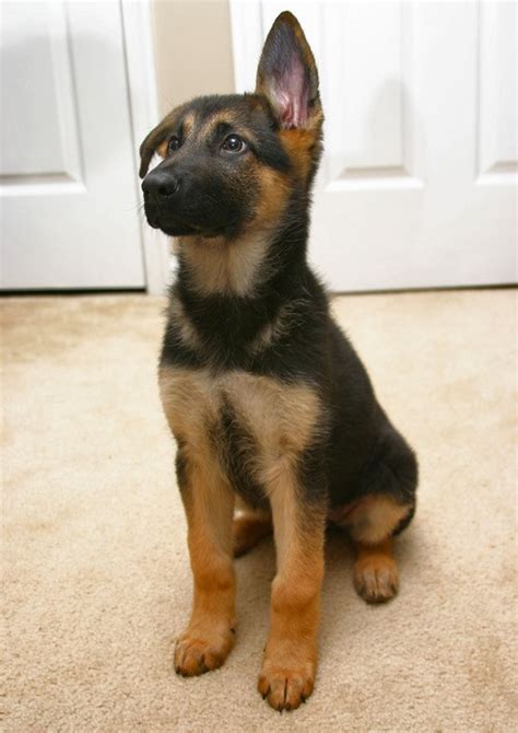 28 Pictures That Prove Puppies Are Cuter When They Have One Ear Up