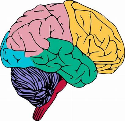 Biology Clipart Cliparts Brain Clip Library Data