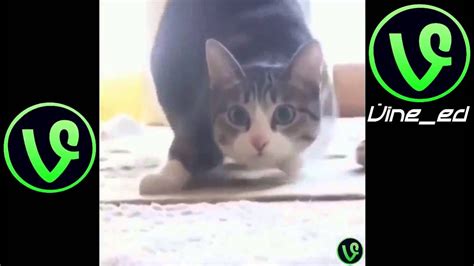 Funniest Cat Vines Of All Time 2016 Part 1 Youtube