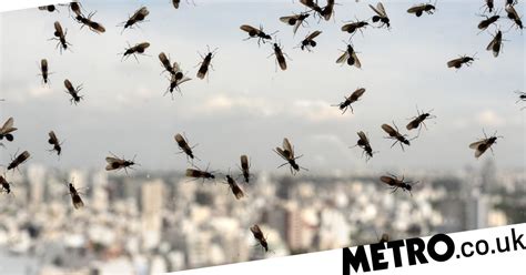 Flying Ant Day 2023 When Is It And Why Do The Insects Swarm At Once Metro News