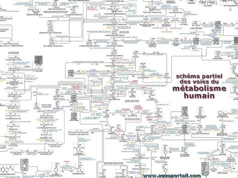 Métabolisme Définition Et Explications