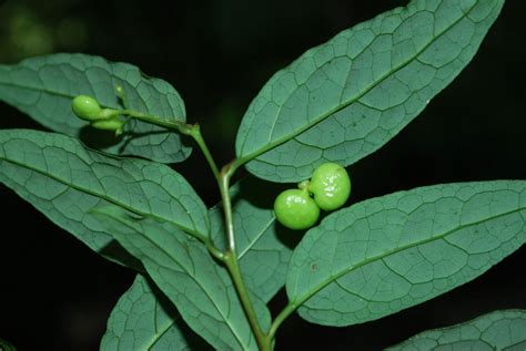 Sabiaceae Blume Plants Of The World Online Kew Science