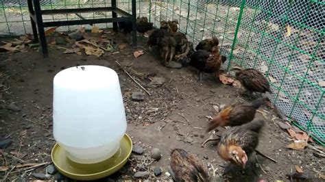 Philippine Native Chicken Darag In Agusan Youtube