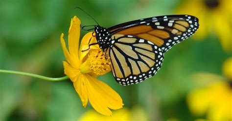 Funny Pictures Gallery Monarch Butterfly Wallpaper