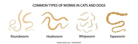 Common Types Worms Cats Dogs Medical 库存矢量图（免版税）2193393927 Shutterstock