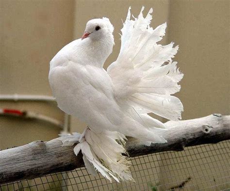 Fungugu Funny Pictures Beautiful White Pigeon Bird