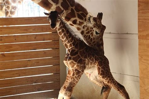 April The Giraffe Who Became A Viral Sensation During Her 2017 Pregnancy Dies Wwaytv3