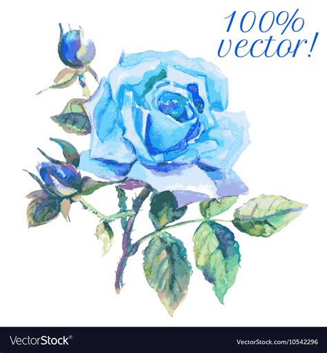 Blue Roses Drawings
