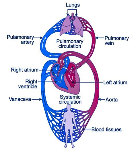 Biology Circulatory System My XXX Hot Girl