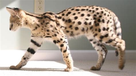 African Serval Vs Savannah Cat Pets Lovers