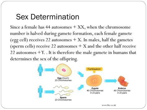 Ppt Blueprint Of Life Topic 12 Sex Linked Genes Powerpoint Presentation Id 1930712