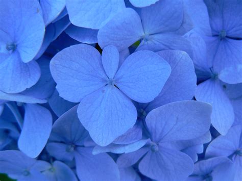 Blue Flowers A Blue Flower Budlia Sp Taken In Balestr Flickr