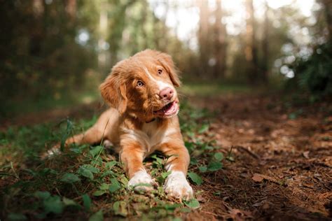 Keuzehulp Hondenrassen Welke Hond Past Bij Mij Fairpetnl