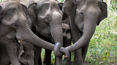 Elephants In Mourning Spotted On Youtube By Scientists The New York Times