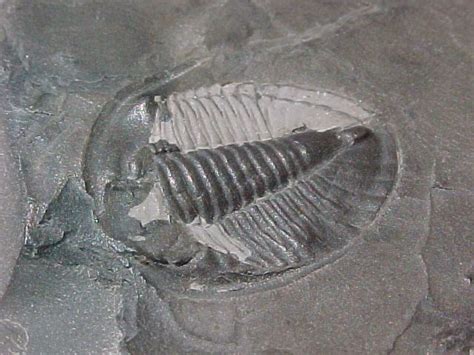 Ontario Trilobite Bathyurus Superbus Trilobite Fossil Fossils