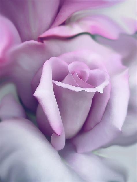 Lavender Rose Flower Portrait Photograph By Jennie Marie Schell