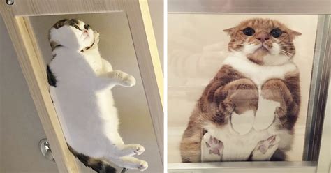 30 Hilarious Reasons Why Every Cat Owner Should Get A