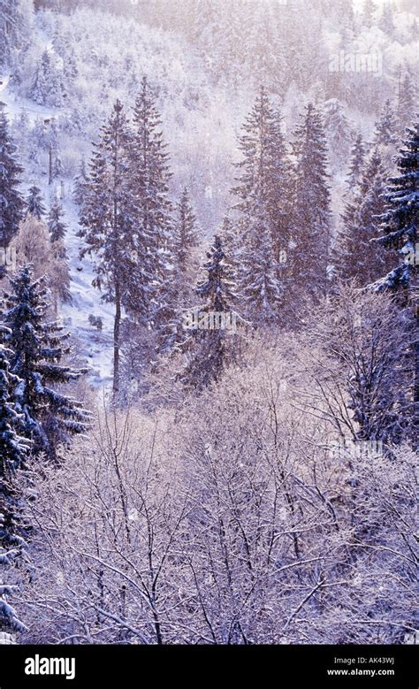 Snowfall In The Forest Landscape Stock Photo Alamy