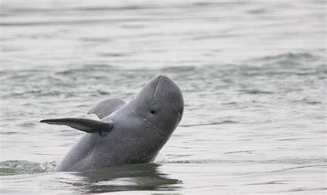 Rare Dolphin Offered A Second Chance Stories Wwf