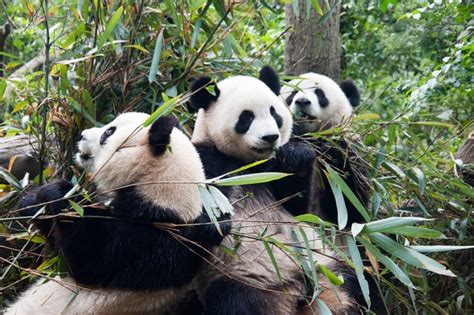 The Best Place To See Giant Pandas In China