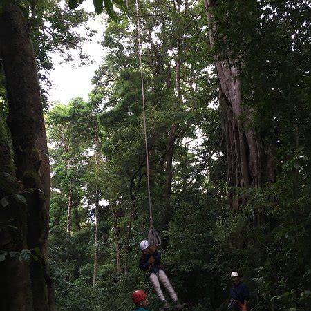 In recent years, rainforest canopy tours, with zip lines and suspension bridges, have flourished in costa rica. The Original Canopy Tour (Monteverde) 2019 | mayo | Qué ...