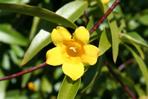 Yellow Jasmine Botanical Plants Jasmine
