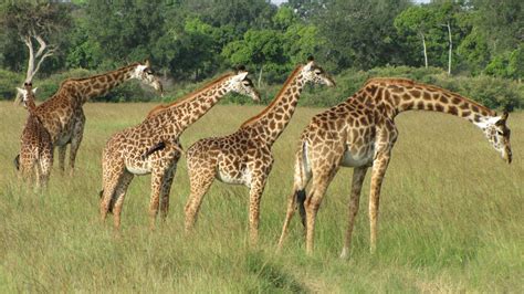 Giraffe Habitat Animal Sake