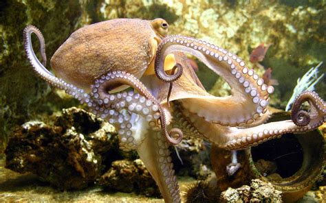 Animal Octopus Hd Wallpaper