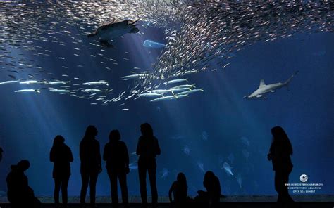 Outer Bay Exhibit At The Monterey Bay Aquarium