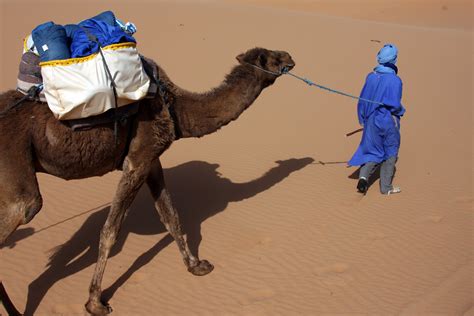 The more common sound is a more mellow version. Camel Carriage | A man leads a camel carrying a load of ...