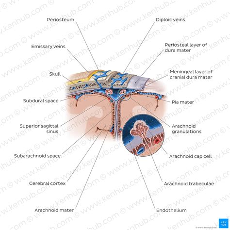 Superior Sagittal Sinus Anatomy Tributaries Drainage Kenhub