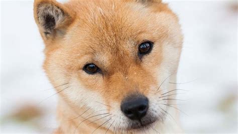 Hokkaido Dog Price Temperament Life Span
