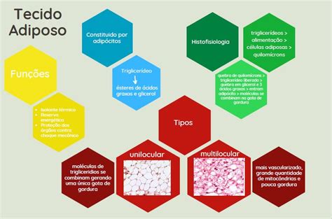 Mapa Mental Tecido Adiposo Histologia Veterin Ria The Best Porn Website