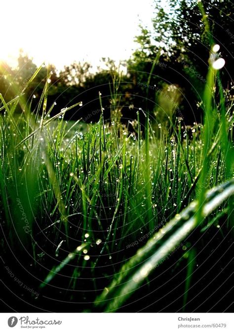 Morning Dew Grass Dew A Royalty Free Stock Photo From Photocase