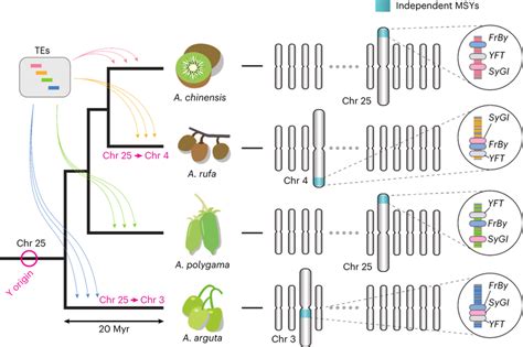 Model For Recurrent Neo Sex Chromosome Evolution In The Genus Download Scientific Diagram