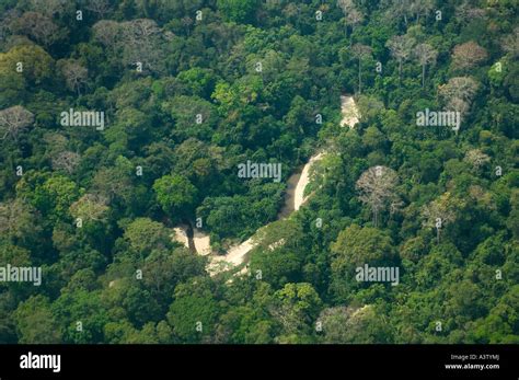 árboles De La Selva De Panama Darien Fotografías E Imágenes De Alta