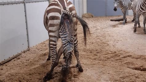 Zebra Geburt Im Video So Kommt Ein Baby Zebra Zur Welt