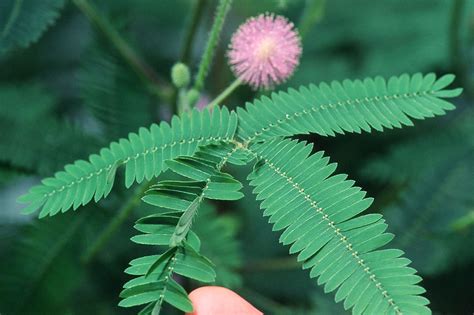 Outdoor And Gardening Sensitive Plant Rare Mimosa Pudica Seeds And Seed