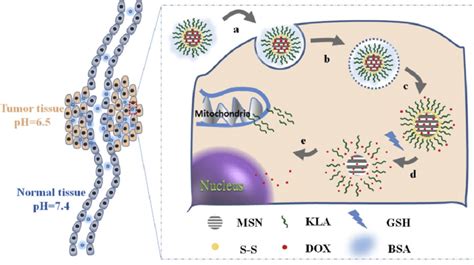 The Cleavage Of Disulfide Bonds By The Highly Concentrated Gsh In The