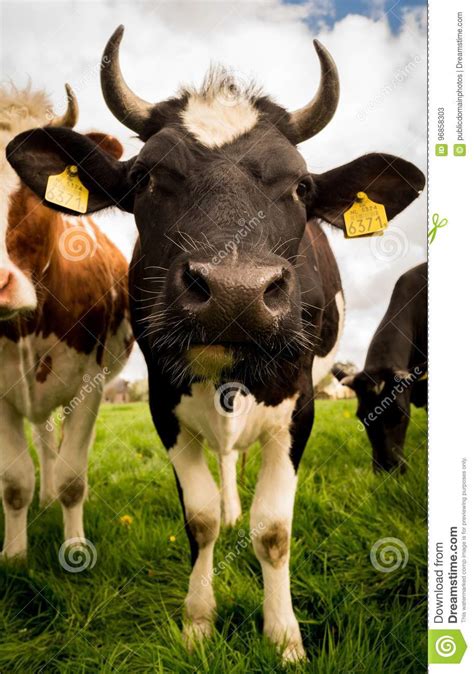 Cattle Like Mammal Dairy Cow Fauna Horn Picture Image 96858303