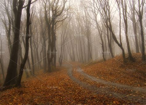 Autumn In Foggy Forest With Road Featuring Forest Fog And Tree High