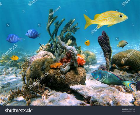 Colorful Marine Life Underwater In The Caribbean Sea With Coral