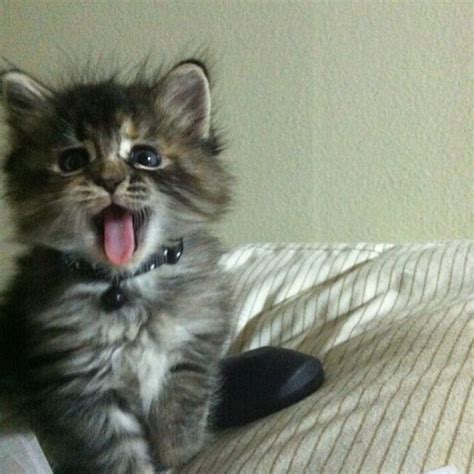 Yawning Kitten Cutest Thing Ever Kittens Cats Outdoor Stuff