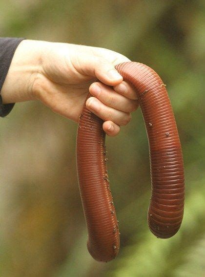 Giant Gippsland Earthworm Alchetron The Free Social Encyclopedia