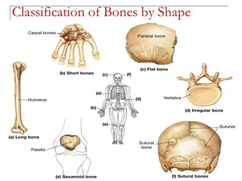 Types Of Bones Histological Features Of Compact Bone And Cancellous Bone