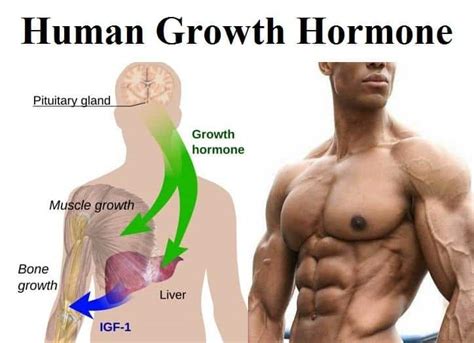 Increase Performance Through Increased Growth Hormone