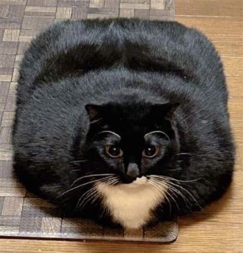 A Black And White Cat Laying On Top Of A Wooden Floor