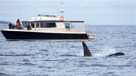 The Latest Coordinated Killer Whale Boat Attack Was Captured On Video