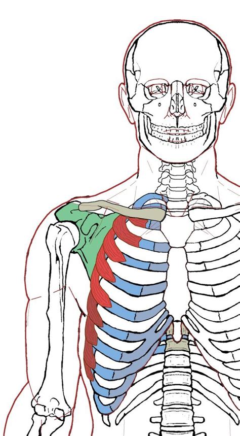 Often referred to as the torso muscles or simply pecs these thick muscles connect your chest to your upper arm and are responsible for a nu. Serratus Anterior - Functional Anatomy | Anatomy, Chest ...