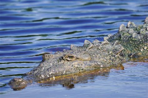 5 Animals To See In The Everglades National Park Florida